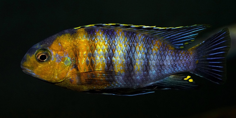 Tropheops sp. 'red cheek'